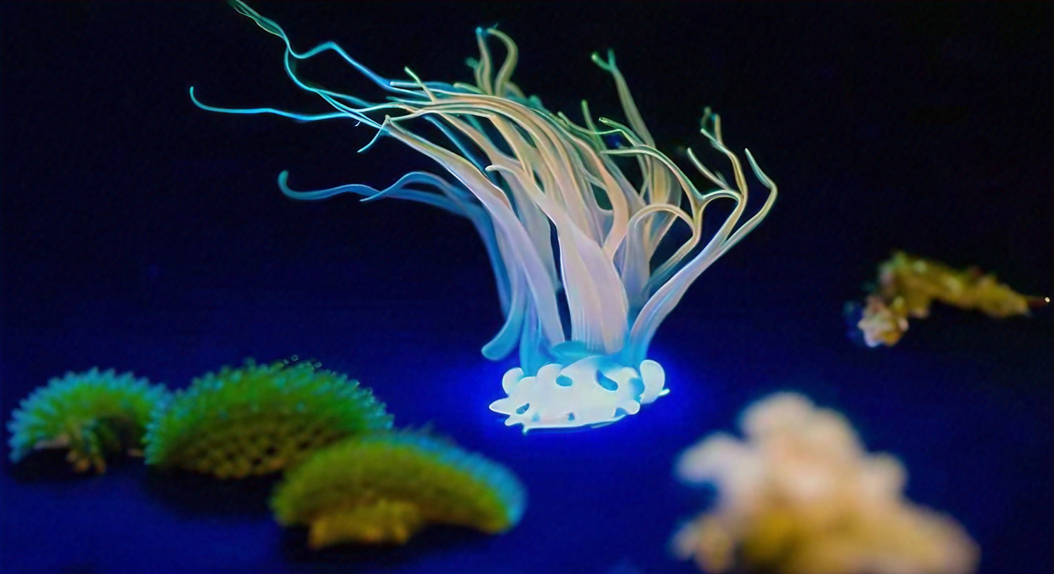 Neon Nature: Bioluminescence and the Neon Connection - NeonHub